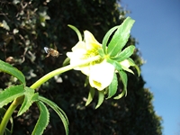 cantara piccole gole19022012 043